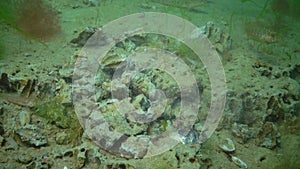 The fish Tentacled blenny Parablennius sp. eats shellfish dug from clay Barnea candida Pholas candidus