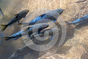 Fish in a Tham Pla Fish Cave