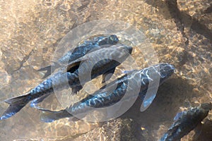 Fish in a Tham Pla Fish Cave