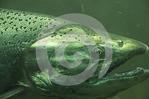 The Chinook salmon Oncorhynchus tshawytscha also called king salmon. Fish on their way to spawning, view from Ballard Locks in