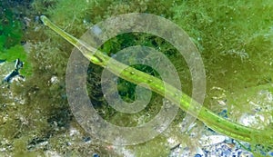Fish in the thickets of seaweed. Broadnosed pipefish (Syngnathus typhle