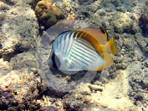 Fish : Threadfin butterflyfish