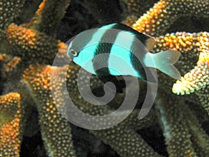 Fish : Three Striped Damsel photo