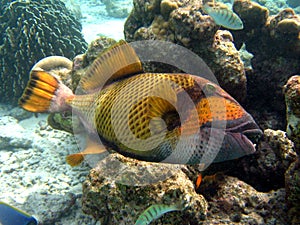 Fish : Titan Triggerfish