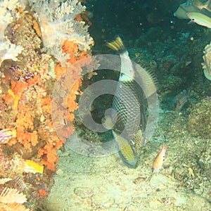 Titan triggerfish feeding on coral reef