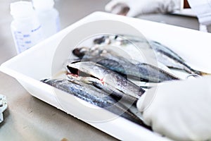 Fish to be tested in laboratory, quality test