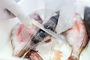 Fish to be tested in the laboratory, scissors