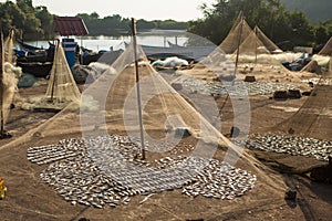 fish to dry in the sun in the small fishing village