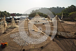 Fish to dry in the sun in the small fishing village of India GOA