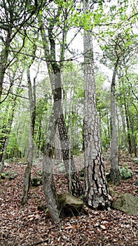 Fish trail at Shoal Bay campground with colorful rocks and tall trees