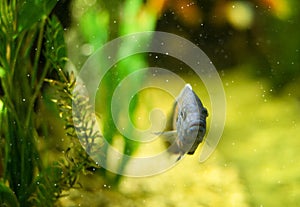 Fish in a transparent tank-aquarium, an aquatic habitat under artificial lighting. Beautiful nature backgrounds.