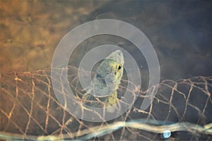 Fish trapped in net under water