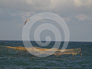 Fish traps with seagull photo