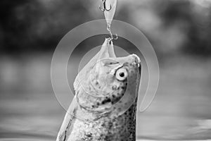 Fish trout caught in freshwater. Bait spoon line fishing accessories. Fish in trap close up. Victim of poaching. Save