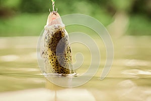 Fish trout caught in freshwater. Bait spoon line fishing accessories. Fish in trap. Victim of poaching. Save nature. On
