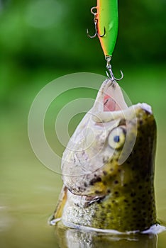 Fish trout caught in freshwater. Fish open mouth hang on hook. fishing equipment. Bait spoon line fishing accessories