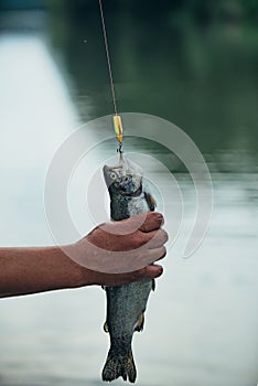 Fish trout on a hook. Fly rod and reel with a brown trout from a stream. Fishing in river. Fishing. Lure fishing. Trout