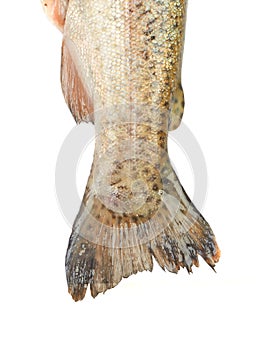 Fish trout shelled on white background.