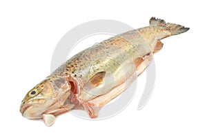 Fish trout shelled on white background.