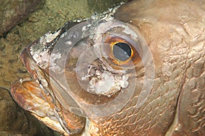 Fish with tumour photo