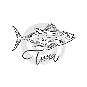 Fish Tuna. Hand drawn vector illustration. Engraving style. Isolated on white background.