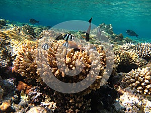 Fish are a type of bony fish. Zebra Dascyllus.