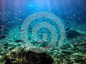 Fish under water on the blue sea