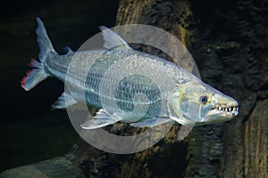 Fish under water, goliath tigerfish, Hydrocynus goliath