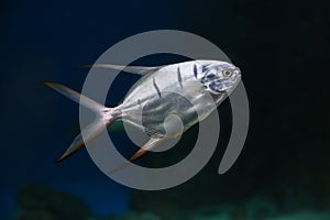 fish underwater in an aquarium (trachinotus goodei), background blur