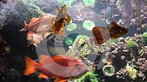 Fish underwater inside fishtank