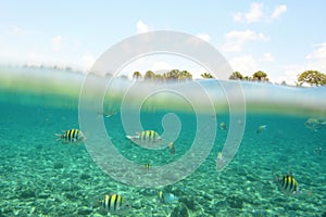 Fish underwater and palm trees above water