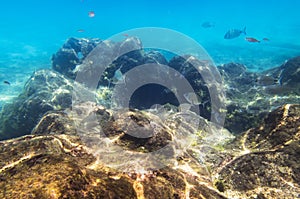 Fish at an underwater rock