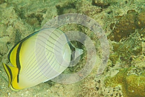 Fish Vagabond butterflyfish