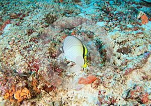 Fish Vagabond butterflyfish