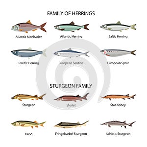 Fish vector set in flat style design. Herrings and sturgeon fishes. Ocean, sea, river fishes icons collection.