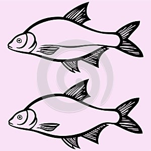 Fish vector silhouette