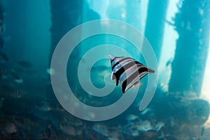 Fish viewed from Underwater Observatory, Busselton Jetty, WA, Australia