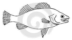 Fish, vintage illustration