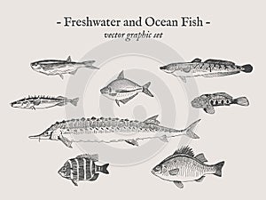 Fish vintage vector illustration set