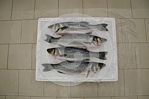 Fish waiting to be cooked on ice, images from Bodrum