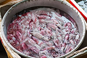 Fish is washing before to be grilled on barbeque in a market street in Asia.