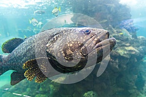 Fish in water of aquarium