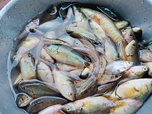 Fish and water in a bucket rainy season