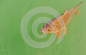 Fish in water