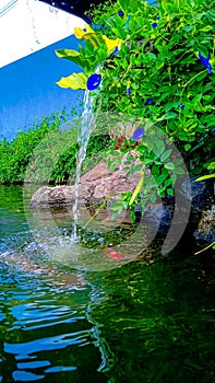 Fish and waterfall reflection