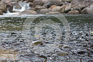 Fish in the waterfall