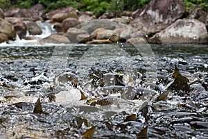 Fish in the waterfall