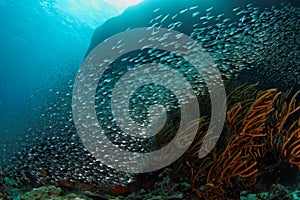 Fish wave, Similan islands, Thailand