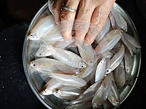 Fish Whait colour recipe making human hand