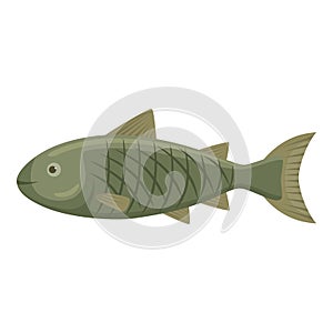 Fish on a white background